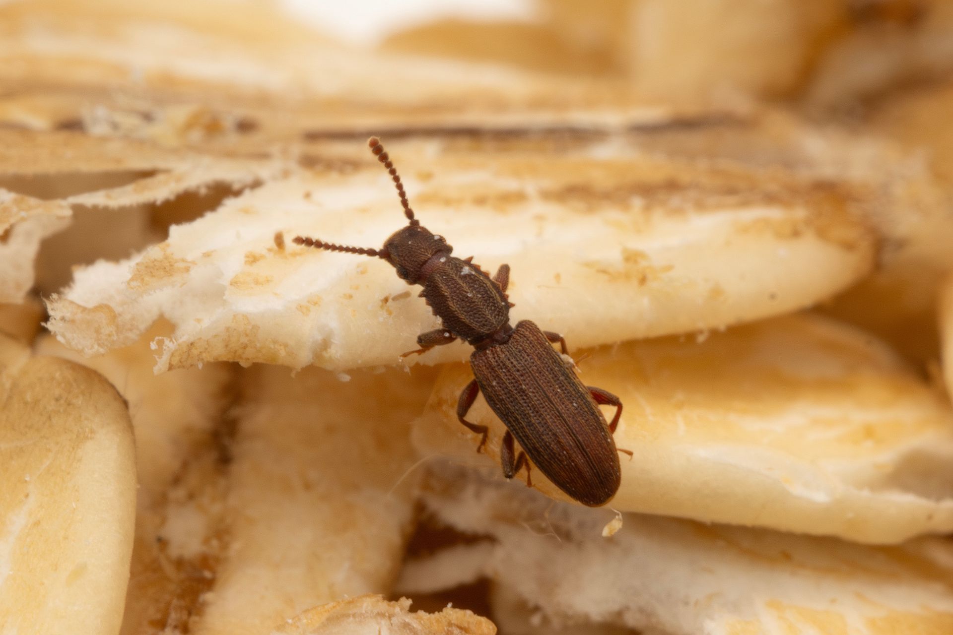 Brown beetle crawling on dried grains or pasta close-up