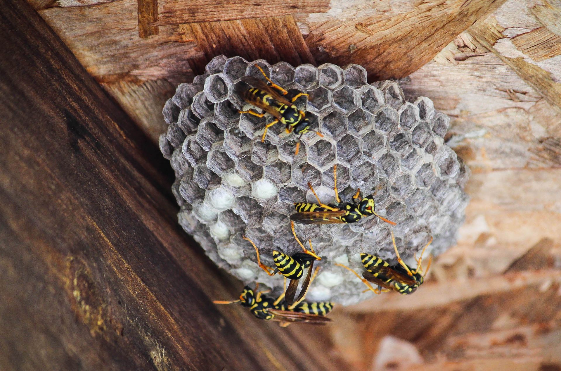 Close-up of several yellow-and-black wasps on a small hexagonal nest under a wooden surface