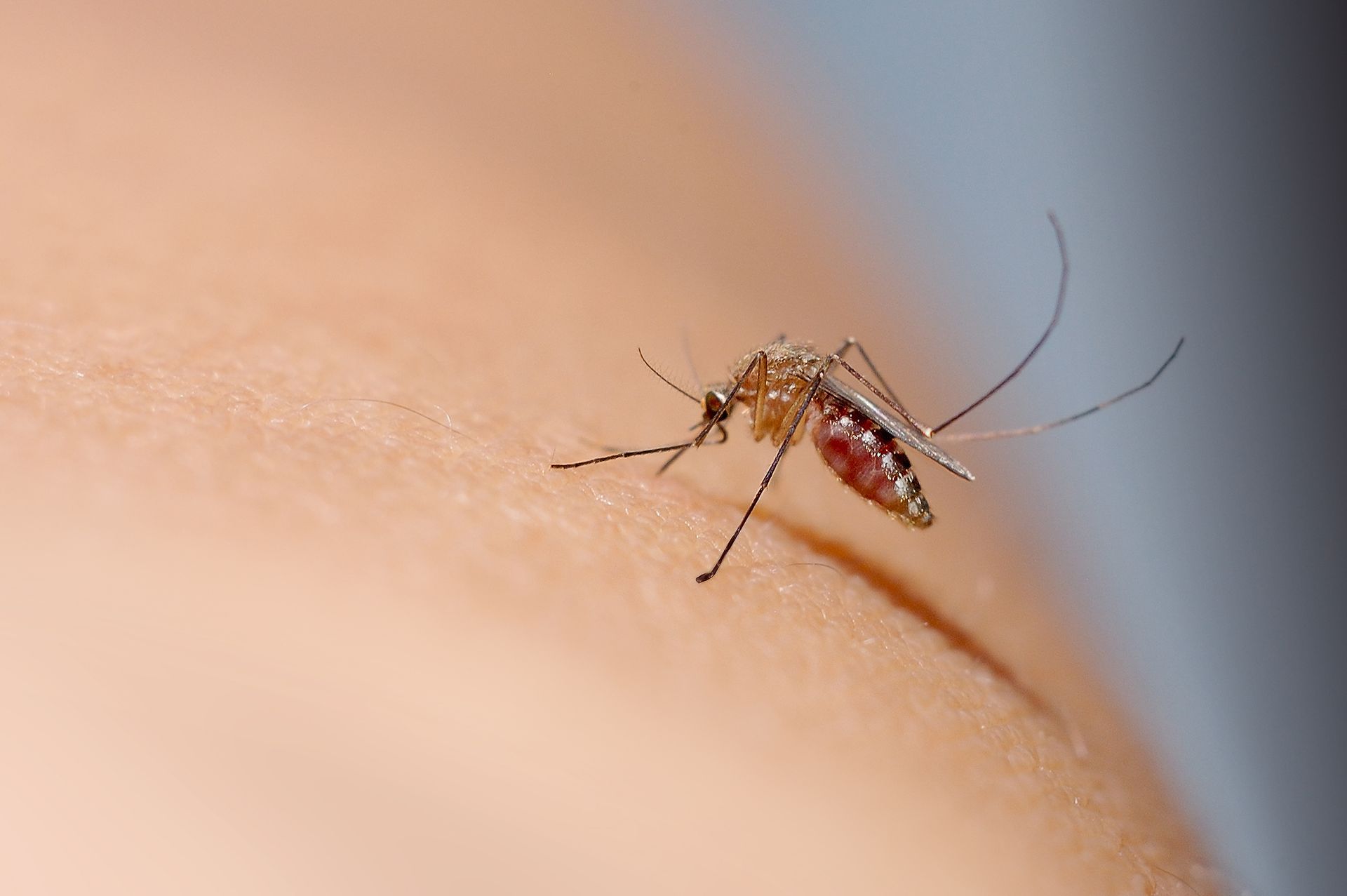 A mosquito resting on human skin, with its long legs and proboscis visible.