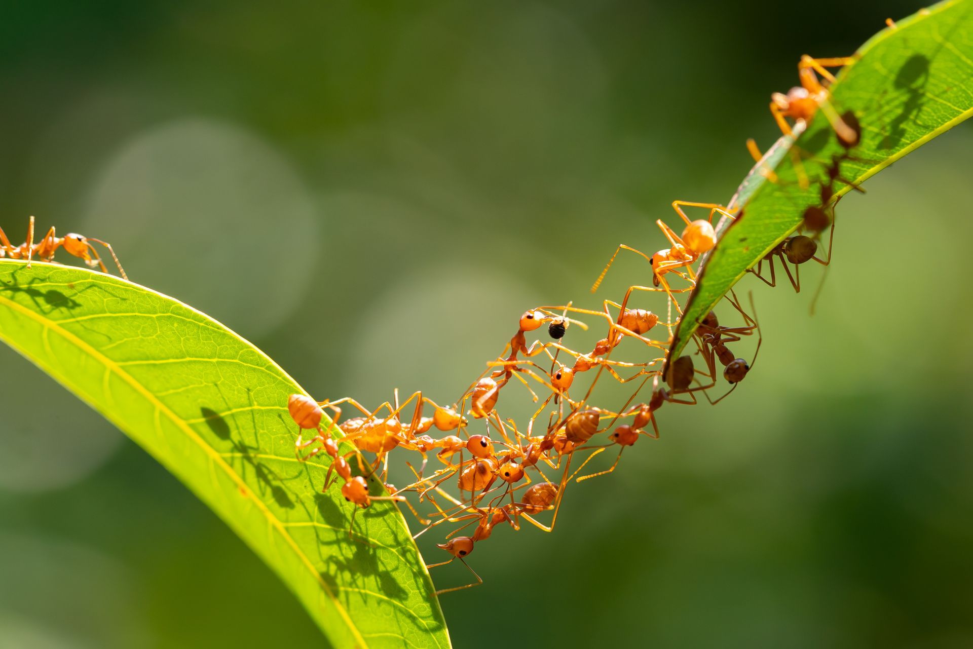 Orange ants marching along a green leaf and twig against a blurred green background