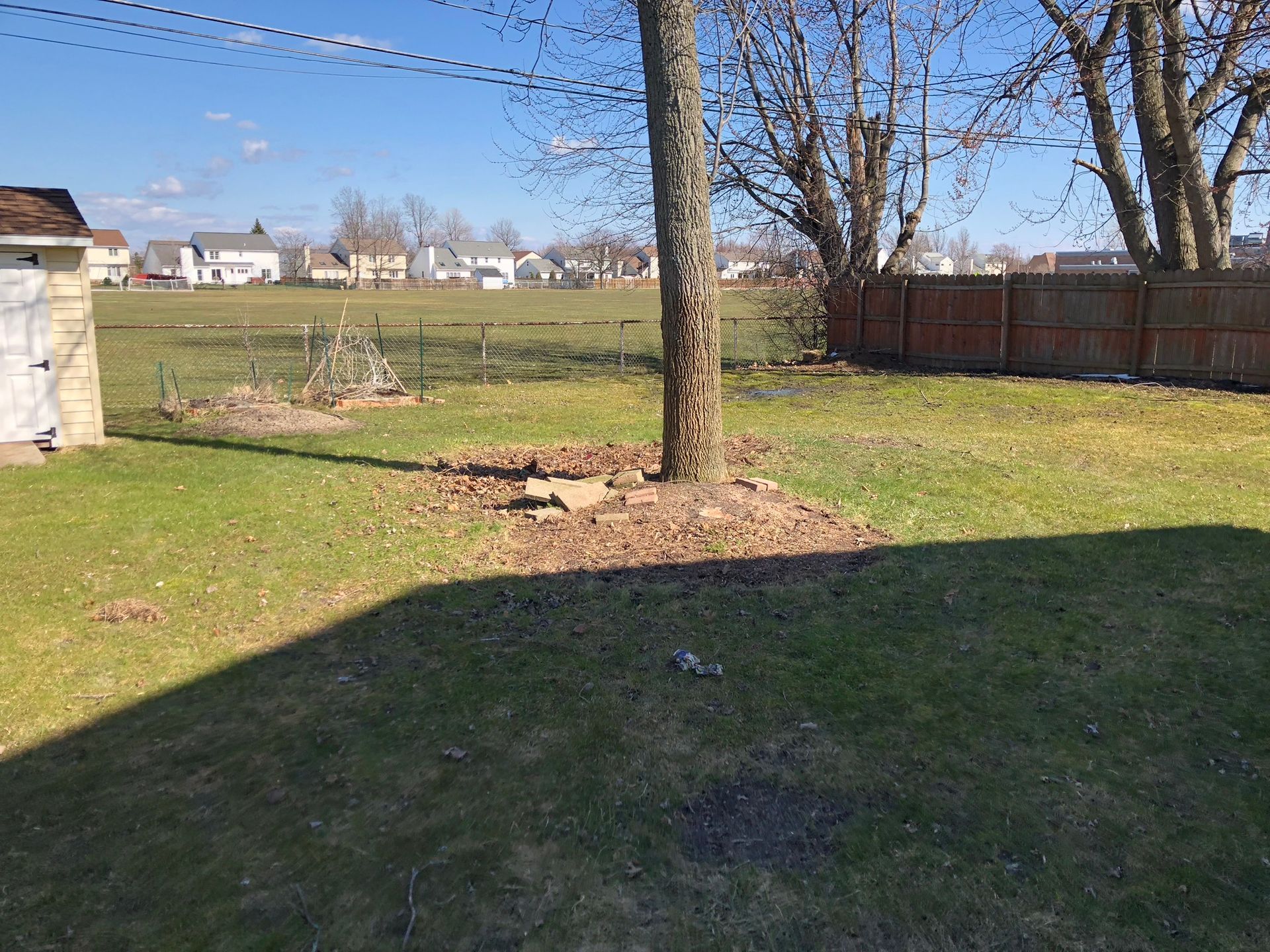 A sunny backyard with a large tree in the center, a shed on the left, a wooden fence on the right, and houses in the distance.