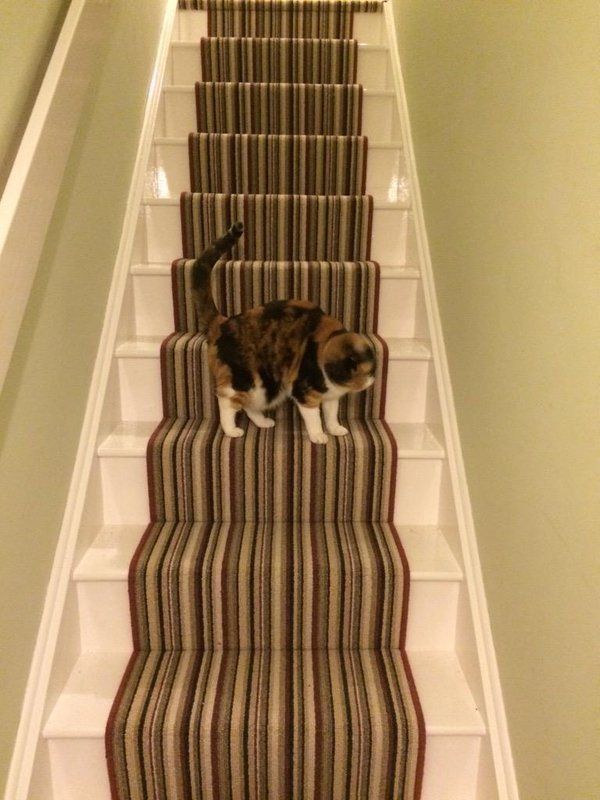 carpet runner