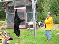 A man is standing in front of a bear hanging from a rope.