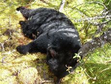 A black bear is laying on its back in the grass.