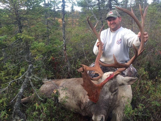 Trophy Caribou