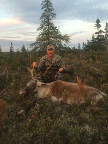 Trophy Caribou