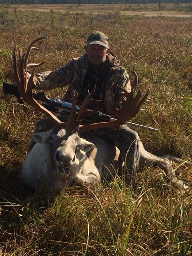 Trophy Caribou