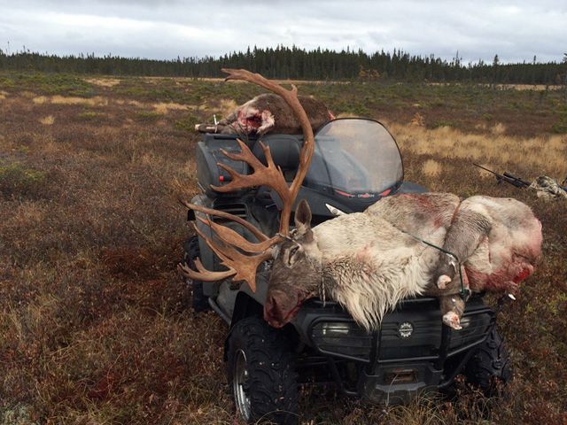 Trophy Caribou
