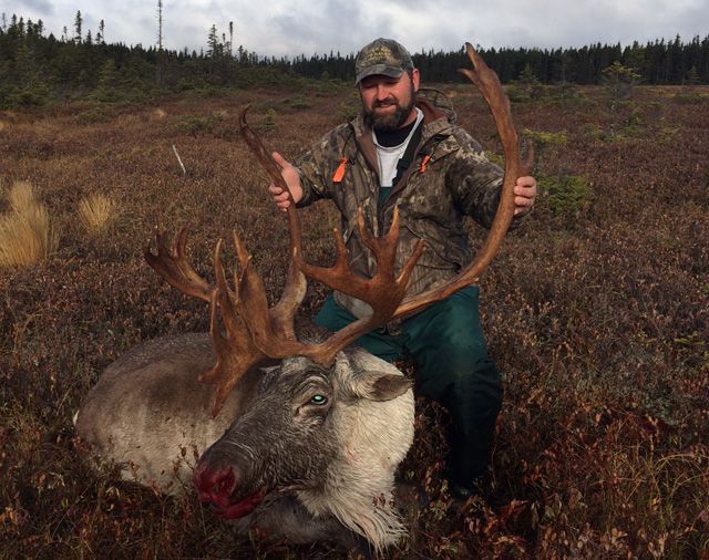 Trophy Caribou