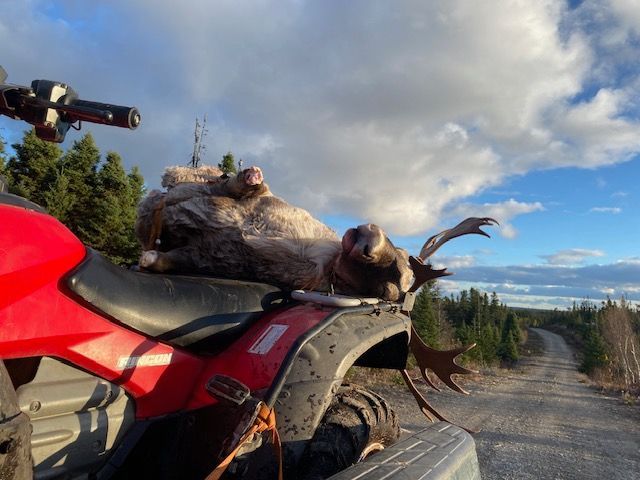 Trophy Caribou