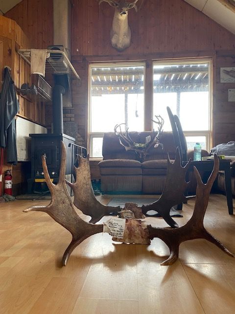 Two moose antlers are sitting on the floor in a living room