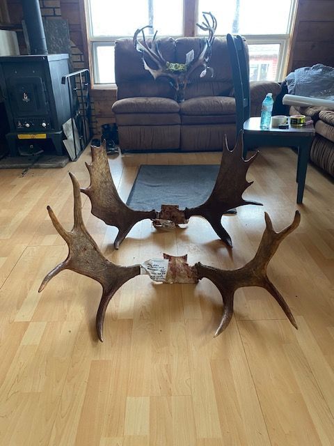 Two deer antlers are sitting on a wooden floor in a living room.