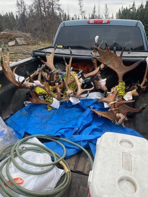 Antlers in the back of a truck next to a cooler