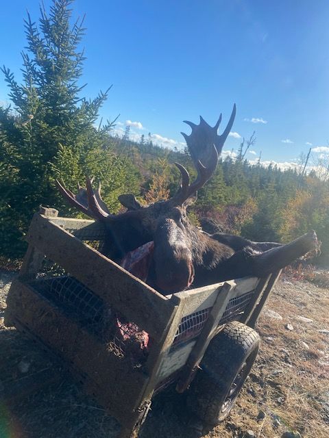 A moose is laying in a wooden crate on a trailer.
