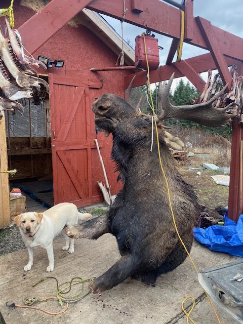 A dog standing next to a moose hanging from a crane