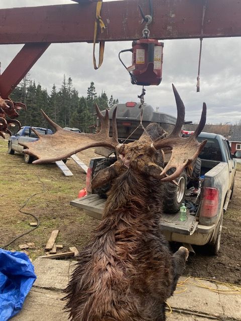 A moose is being weighed on a scale in the back of a truck.