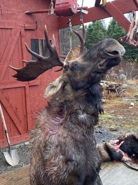 A moose is standing in front of a red barn