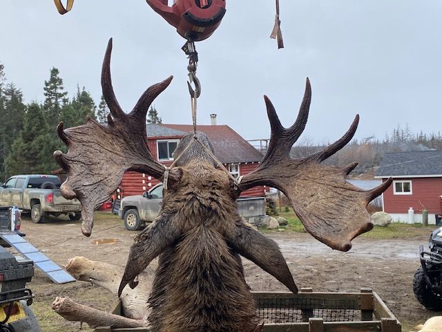 A moose is being lifted by a crane in a field.