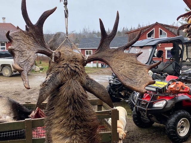 A moose is hanging from a fence in front of some atvs.