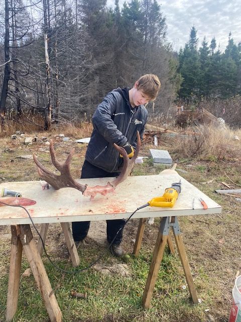 A young man is cutting antlers on a wooden table.