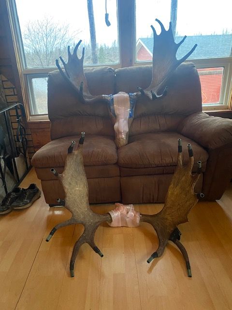 Two moose antlers are sitting next to a couch in a living room.