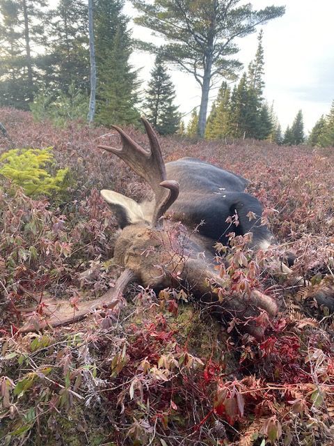 Trophy Moose