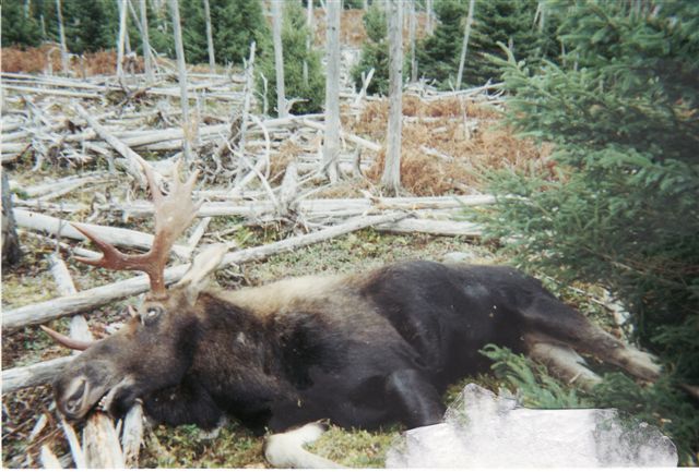 A moose is laying on the ground in the woods