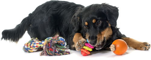 Black dog playing with toys