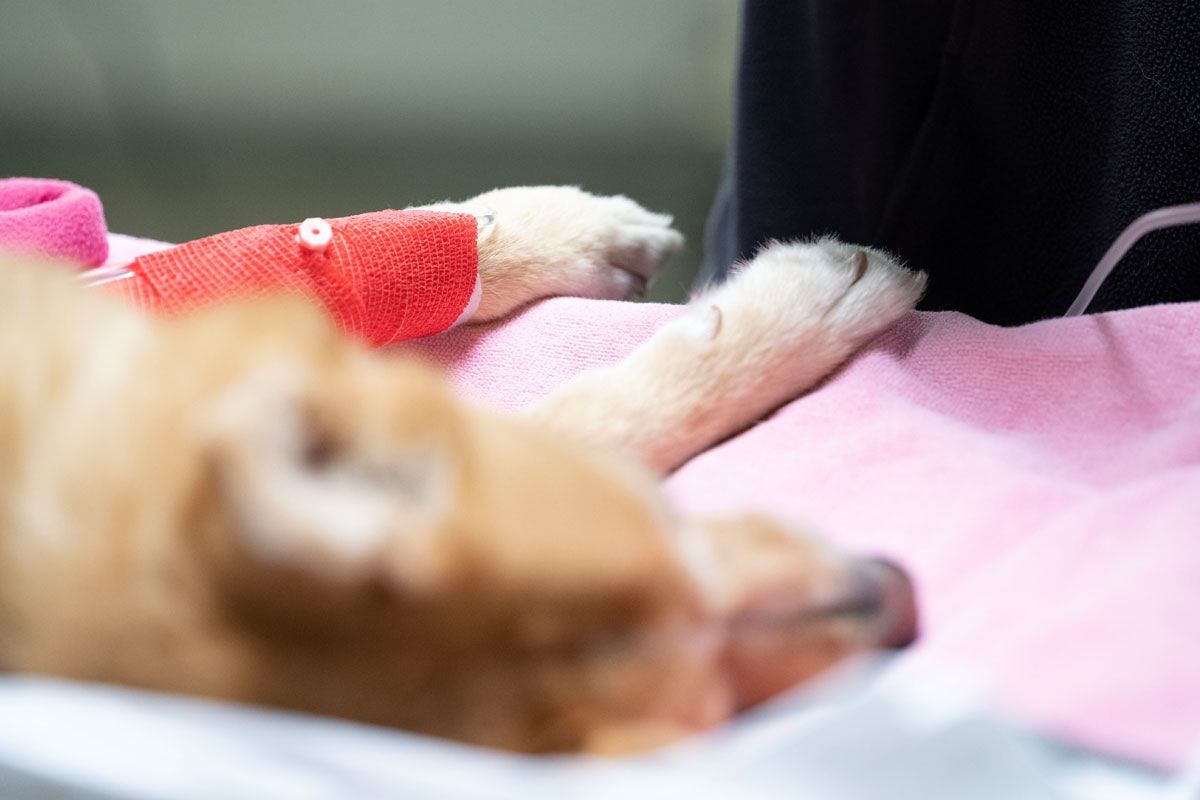 Ein Hund mit einem Verband am Arm liegt auf einer rosa Decke.