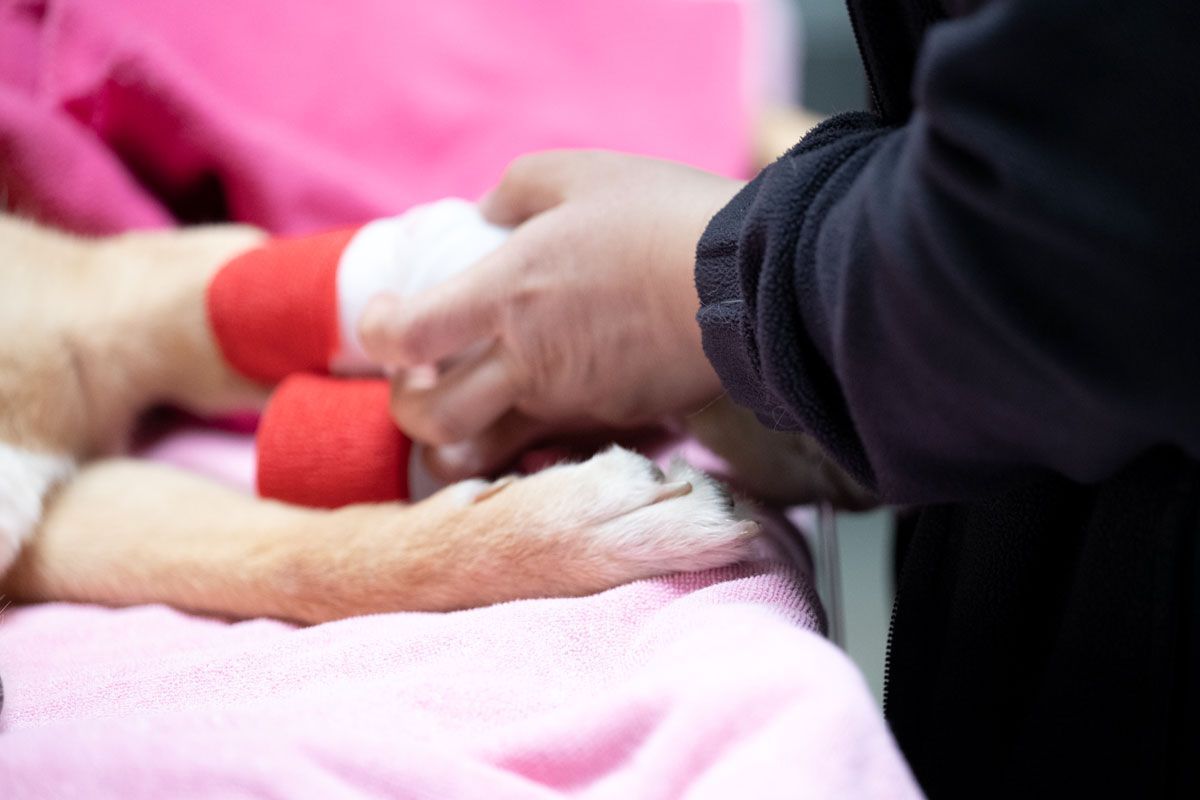 Eine Person umwickelt die Pfote eines Hundes mit einem Verband.