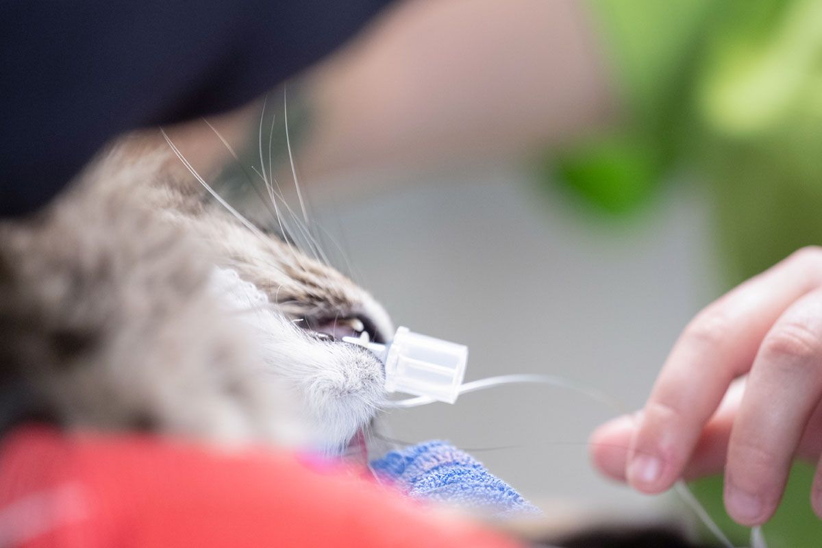 Eine Person putzt einer Katze mit einer Zahnbürste die Zähne.