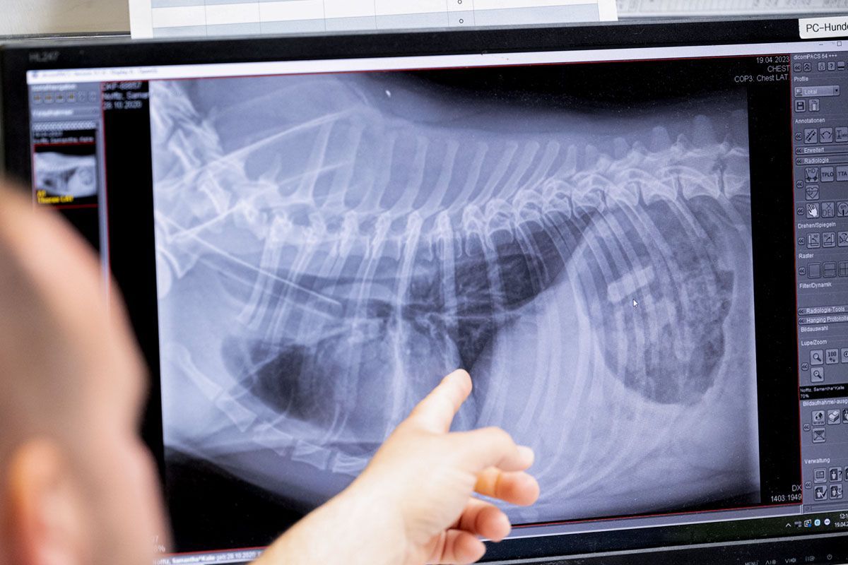 Eine Person zeigt auf ein Röntgenbild eines Hundes auf einem Computerbildschirm.