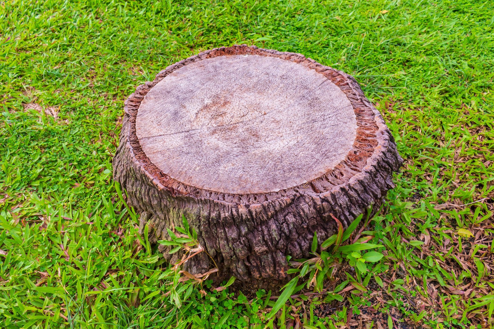 Stumpt  | Winter Haven, FL | Durham’s Tree Service