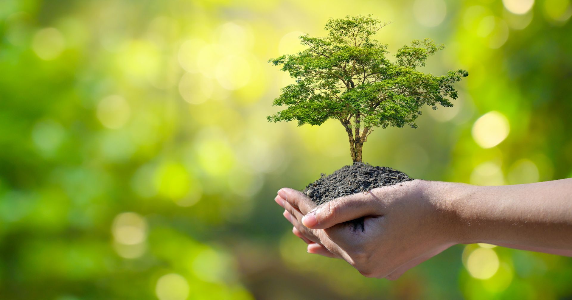 Tree Care  | Winter Haven, FL | Durham’s Tree Service