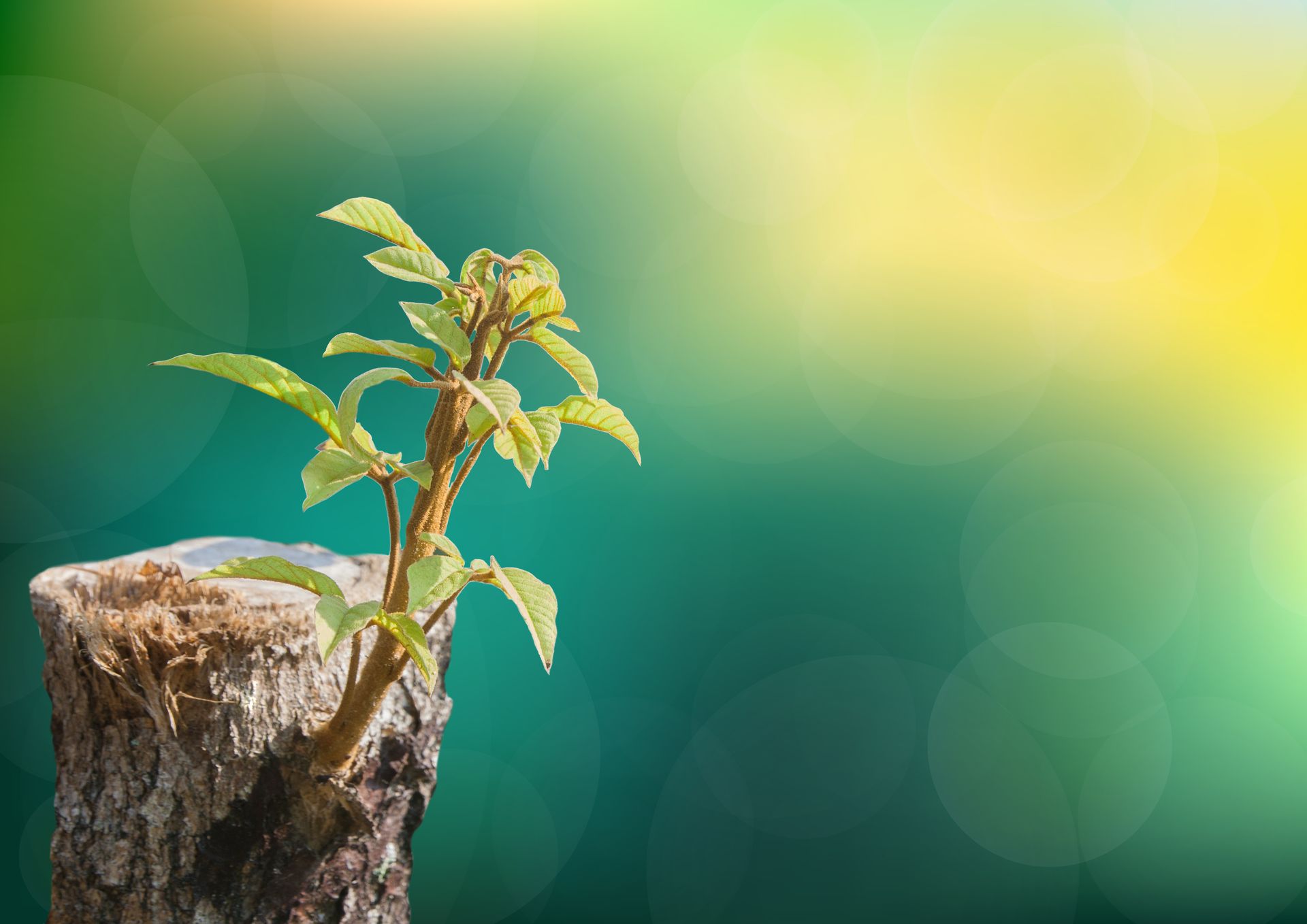 a man is cutting a tree from a bucket truck .