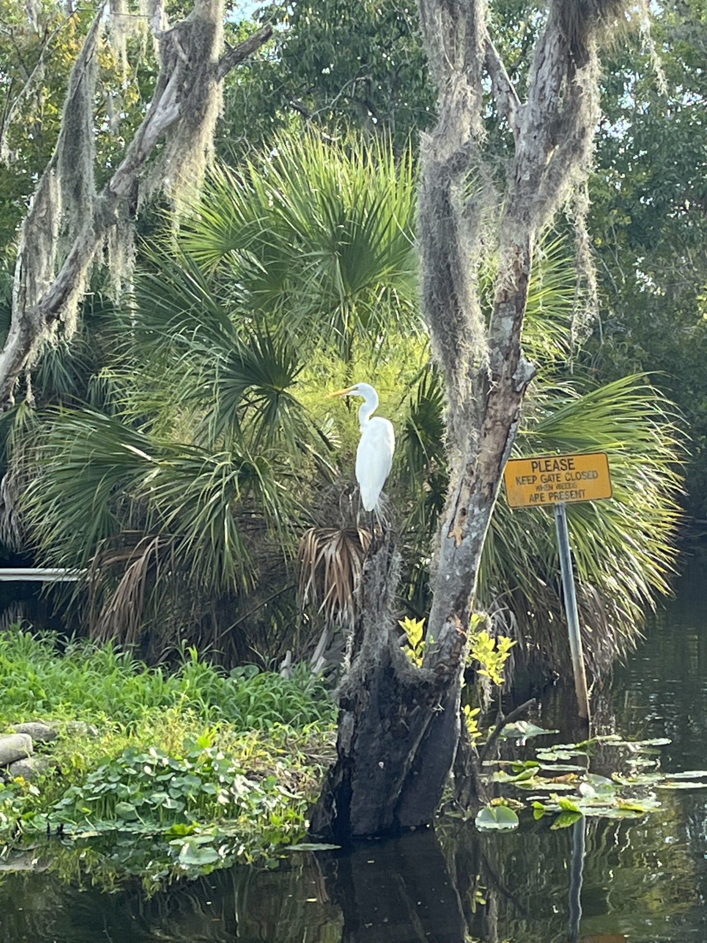 Man At Tree  | Winter Haven, FL | Durham’s Tree Service