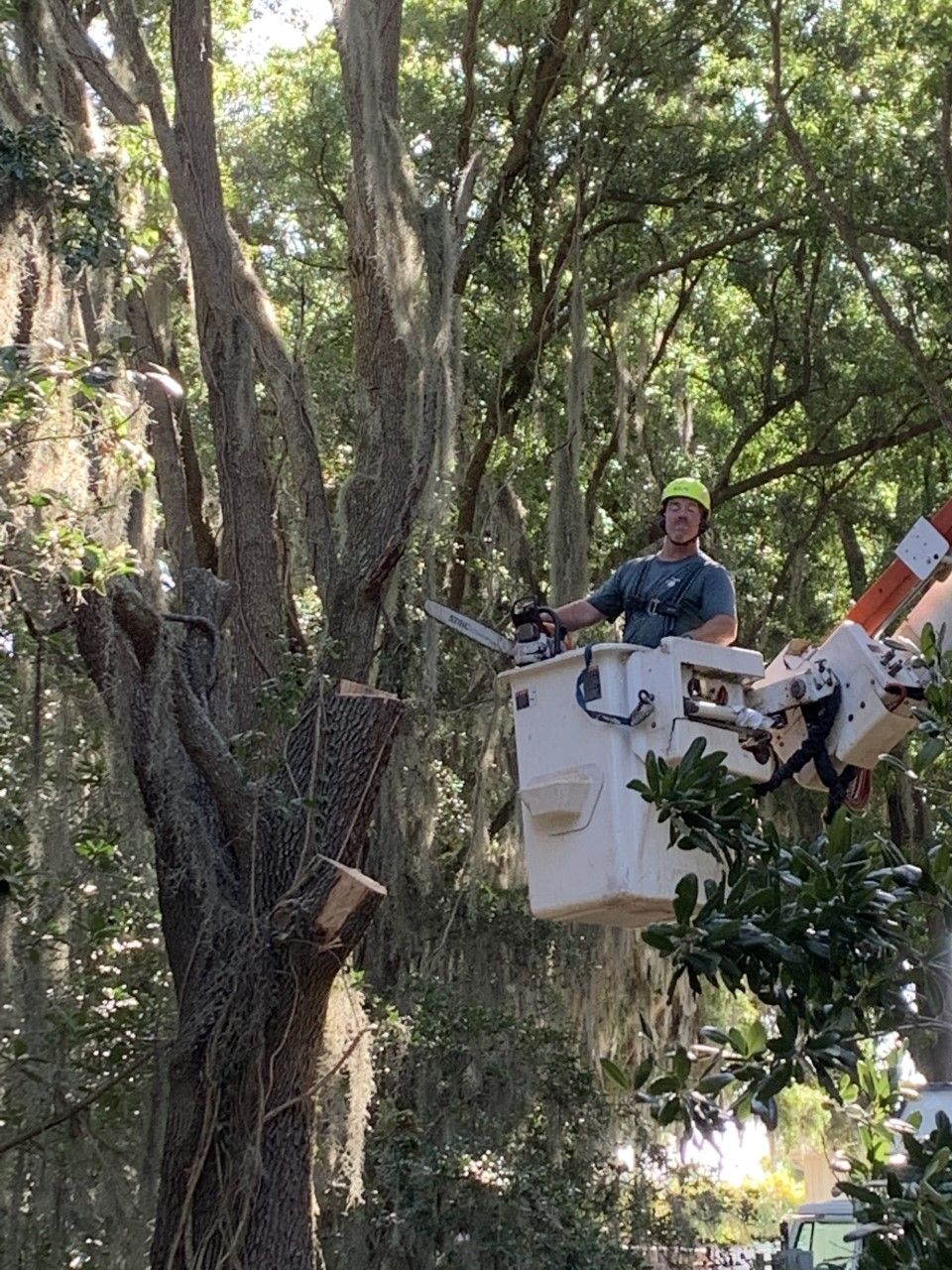 Man At Orange Cutting Tree  | Winter Haven, FL | Durham’s Tree Service
