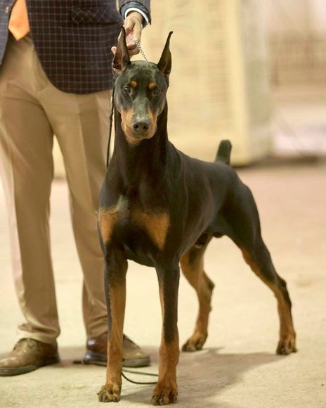 Doberman guadalajara