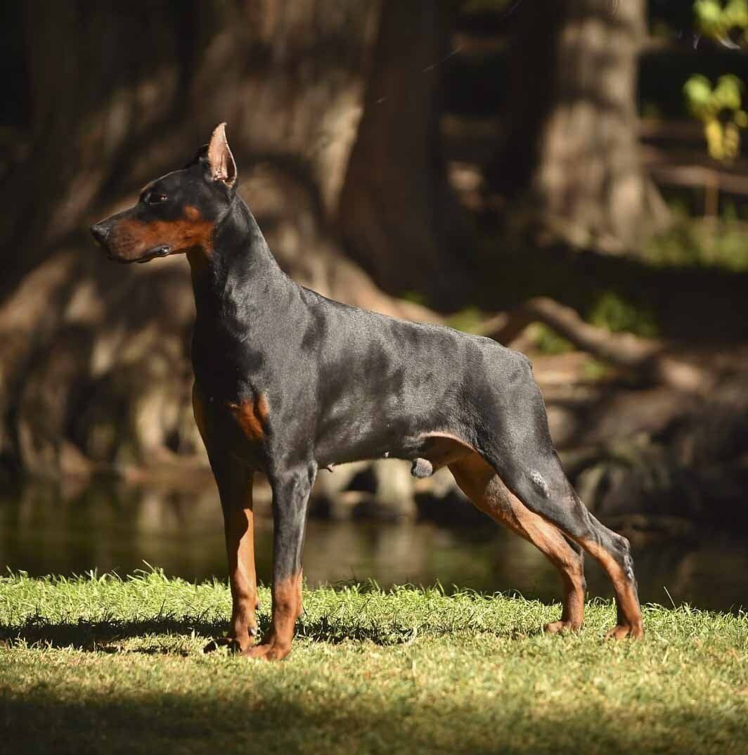 criadero de doberman europeo