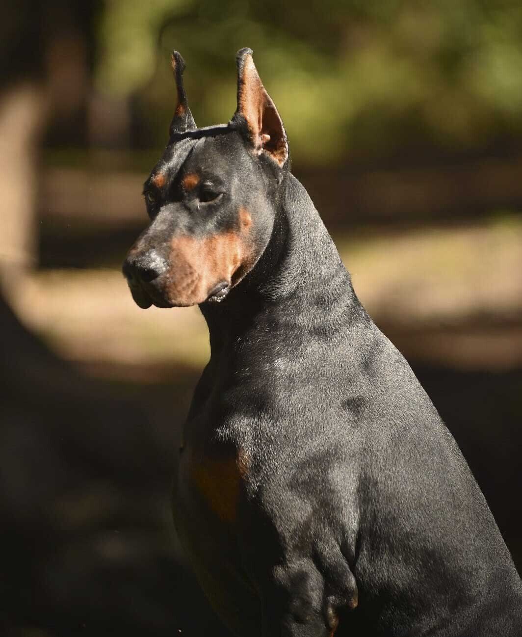 criadero de doberman