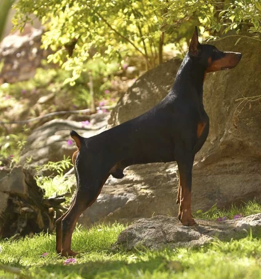 criadero de doberman