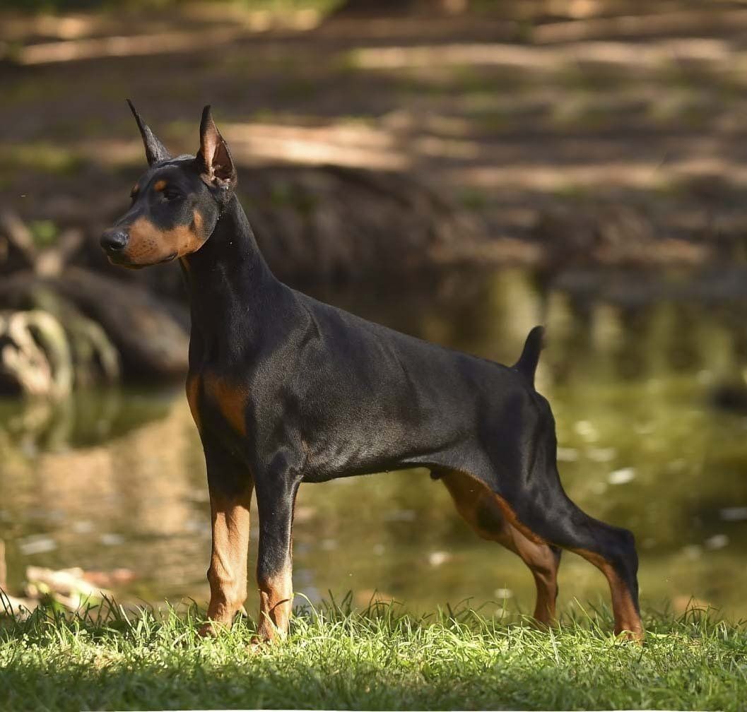 criadero de doberman
