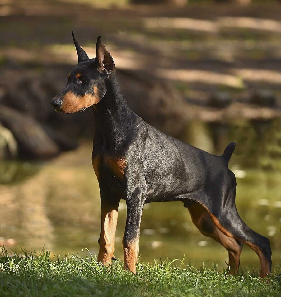 criadero de doberman