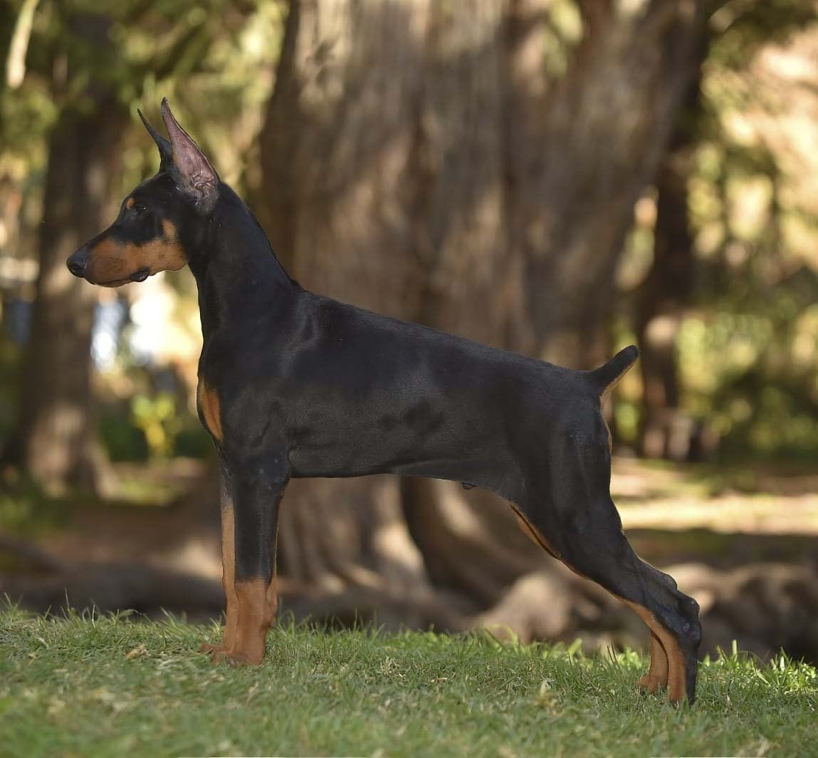 criadero de doberman