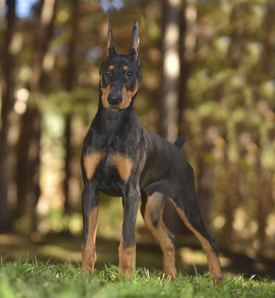 criadero de doberman