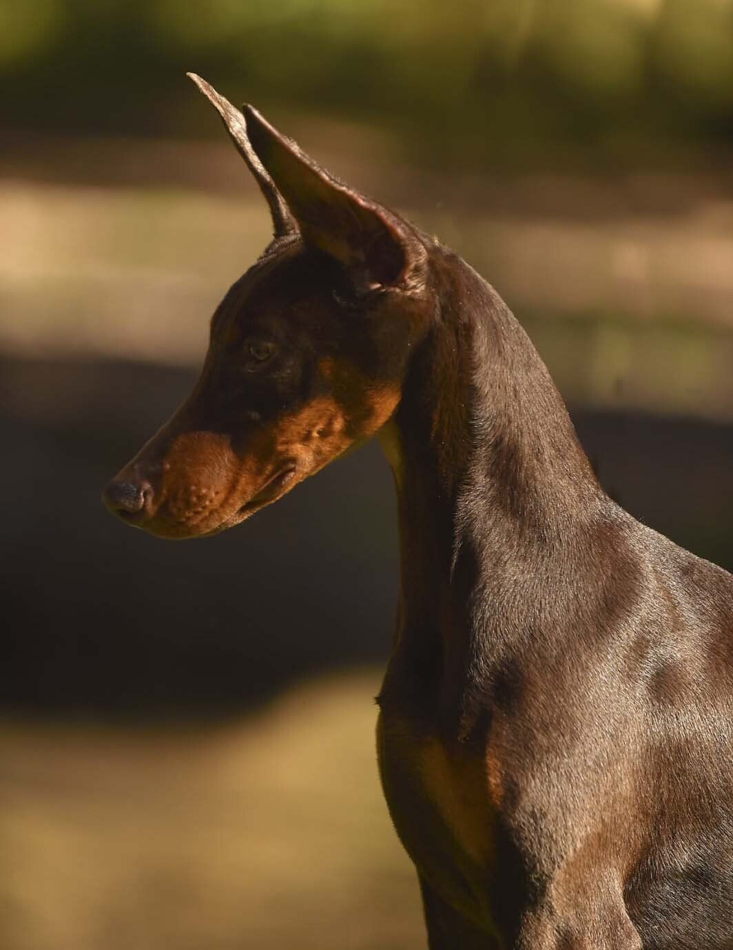 criadero de doberman