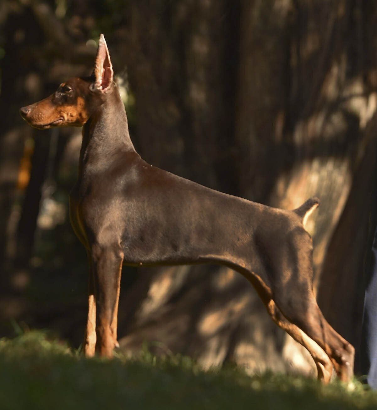 criadero de doberman