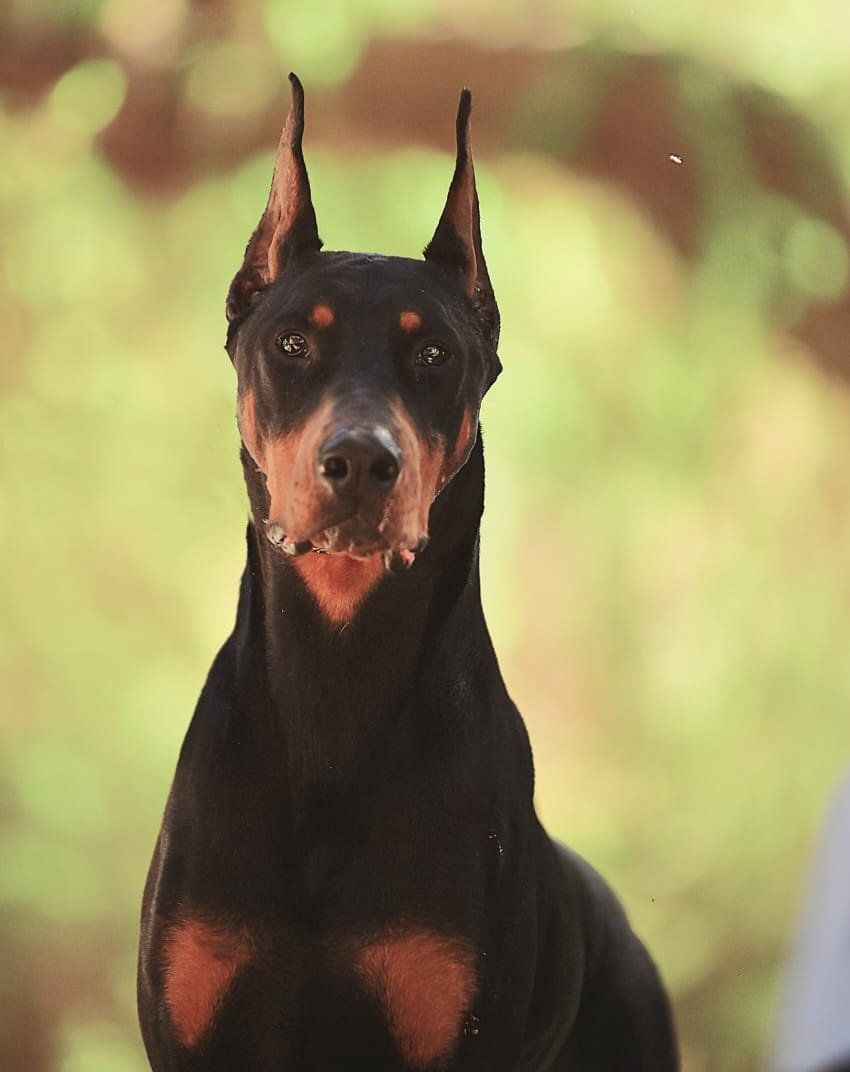 criadero de doberman