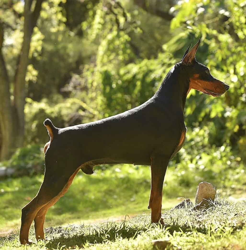 criadero de doberman