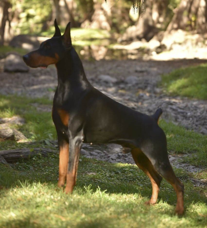 criadero de doberman